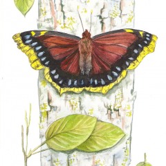 Butterfly Mourning Cloak