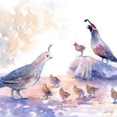 Quail Babies